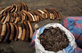 Combatting the Illegal Wildlife Trade in West and Central Africa: Phase II